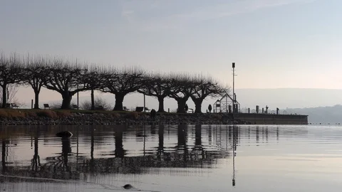 Trees growing in a row on the boardwalk Stock Footage 123228580