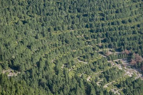 Trees growing in rows on the mountainside. Stock Photos