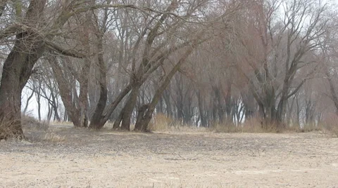 Trees growing in the sand Stock-Footage 35885525