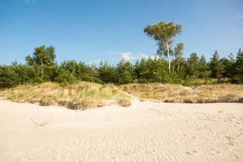 Trees growing on a sandy dune Foto stock