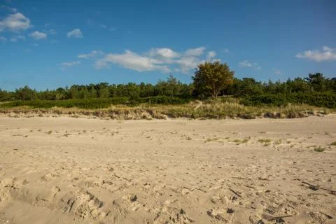 Trees growing on a sandy dune Stock Photos