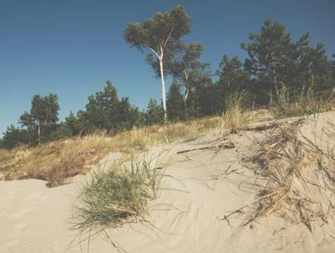 Trees growing on a sandy dune Stock Photos