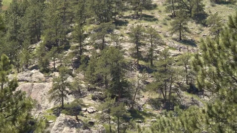 Trees Growing On Side Of Mountain Video stock 156217885