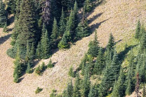 Trees growing up the side of a steep mountain slope Stock Photos