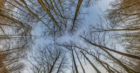 Trees growing in the sky. loop rotate Stock Footage 182484085