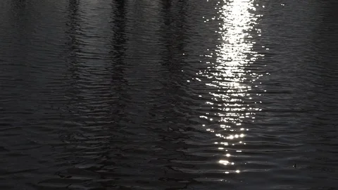 Trees growing in the swamp Stock Footage 89426186