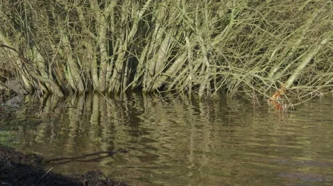 Trees growing in water with branches reflecting in ripples Stock Footage 69068778