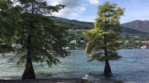 Trees growing up in the water Stock Footage 84109946