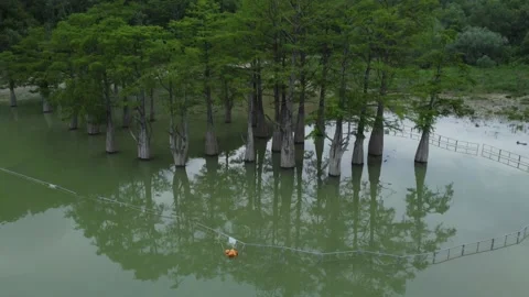 Trees growing in the water Stock Footage 156034623