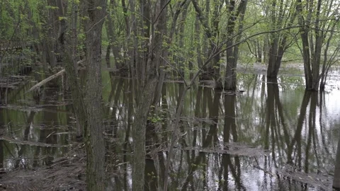 Trees growing in the water, their reflections on the surface creating a Vidéo 327329224