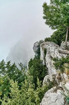 Trees grows on edge of steep cliff at misty highland Stock Photos