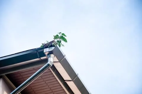 The trees on the gutter were grown from the seeds that the birds have eaten.. Stock Photos