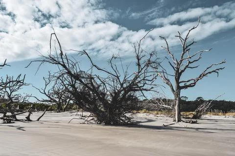 Trees half-sunken in the sand Stock Photos