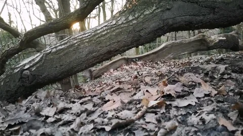 Trees at Hampstead in London 스톡 동영상 104263891