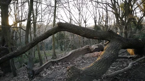 Trees at Hampstead in London 스톡 동영상 104263895