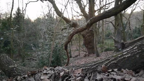 Trees at Hampstead in London 스톡 동영상 104263902