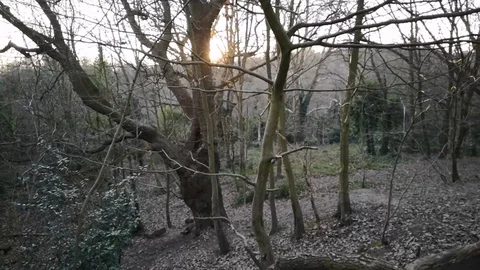 Trees at Hampstead in London 스톡 동영상 104263906