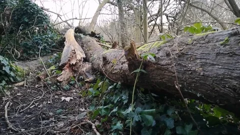 Trees at Hampstead in London 스톡 동영상 104263908