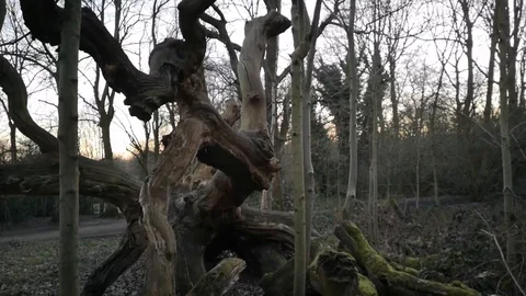 Trees at Hampstead in London 스톡 동영상 104263914