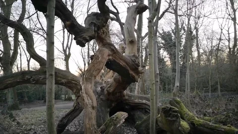 Trees at Hampstead in London 스톡 동영상 104263917