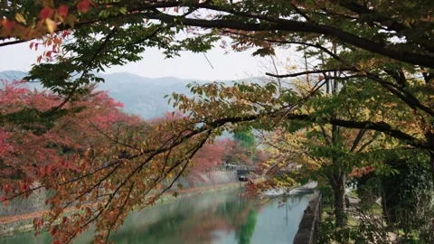 Trees hang over a river or canal in Kyoto Japan Stock Footage 130387766