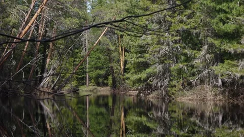 Trees hang over the river in Siberia Stock Footage 280998162