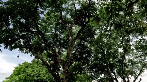 Trees with Hanging Light or Lanterns Stock Footage 242673426
