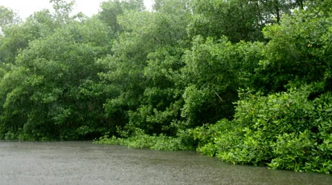 Trees hanging over rainy river 스톡 동영상 53062164