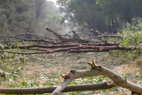 The trees have been cut down photo. Stock Photos