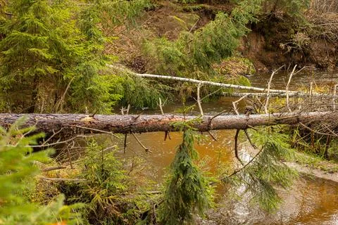 Trees have fallen in the river, fish are spawning in the river. 스톡 사진