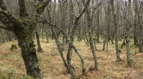 Trees having lost their leaves Stock Footage 44334558