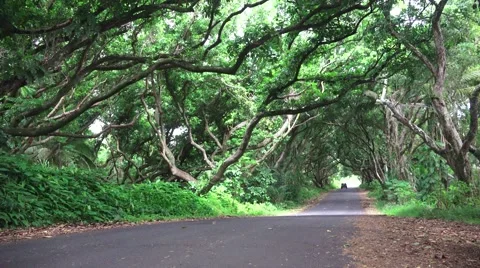 Trees in Hawaii Stock Footage 56876760