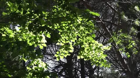 Trees - HD1080 Stock-Footage 11146800