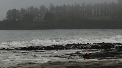 Trees on headland with lapping waves on beach and fog Stock Footage 73275375