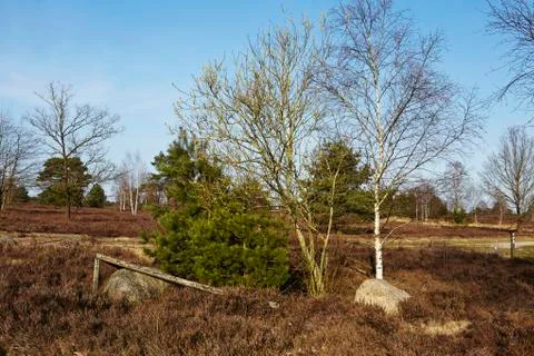 Trees into heathland in spring Stock Photos
