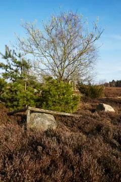 Trees into heathland in spring Stock Photos