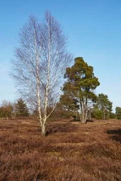 Trees into heathland in spring Foto stock