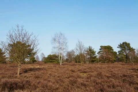 Trees into heathland in spring Stock Photos