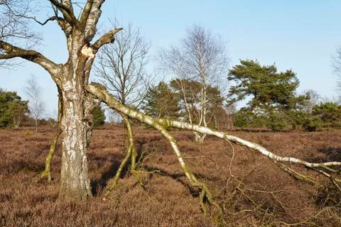 Trees into heathland in spring Foto stock