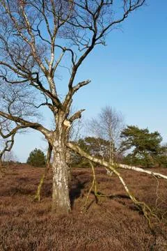 Trees into heathland in spring Stock Photos
