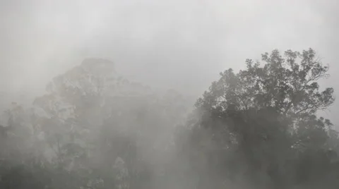 Trees in heavy fog Stock Footage 56623060
