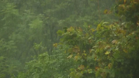 Trees in heavy rain on an autumn day Видео 334914950