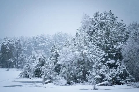 Trees in heavy snow fall Stock Photos