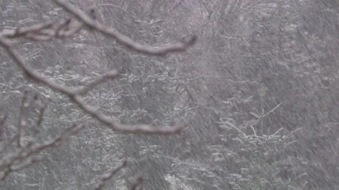 Trees in heavy snowfall Stock Footage 295665206