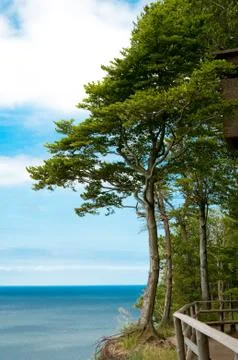 Trees at high hill on seashore Stock Photos