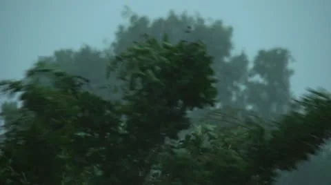 Trees in high wind Stock Footage 11430291