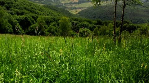 Trees on the hill 2 Stock Footage 68803945