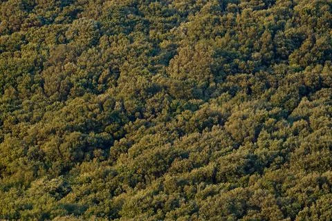 Trees on a hill as a background or texture Stock Photos