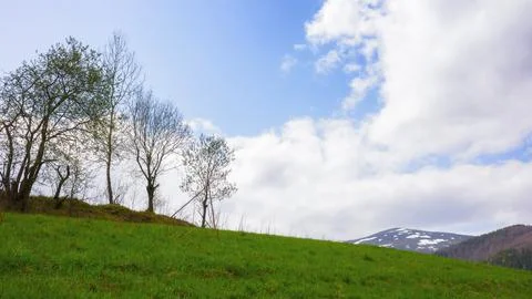 Trees on the hill in early spring Stock Photos