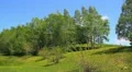 Trees on the hill HD Footage